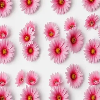 flower on white background