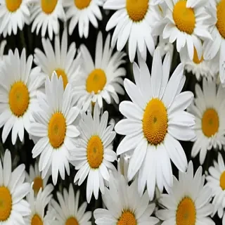 daisy background wallpaper