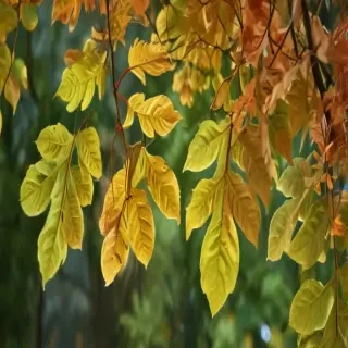 leaves transparent