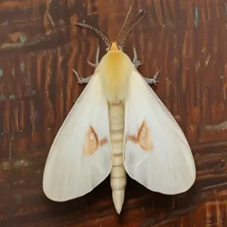 silk moth