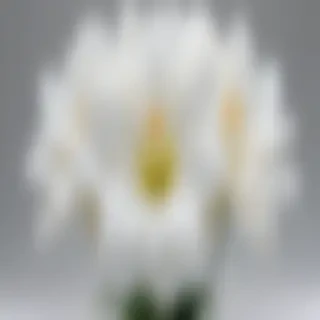 transparent white flower