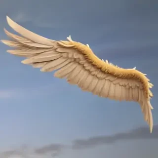 png angel wings