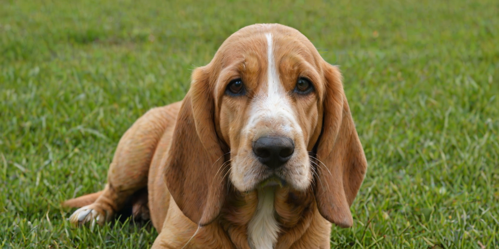 basset fauve de bretagne