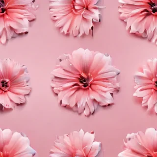 light pink background iphone