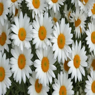 daisies png