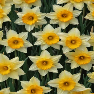 daffodil flower