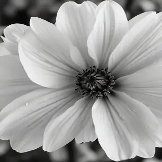 flower images black and white