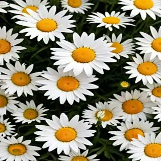 daisies png