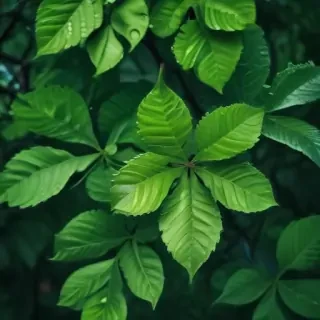 green wallpaper for iphone