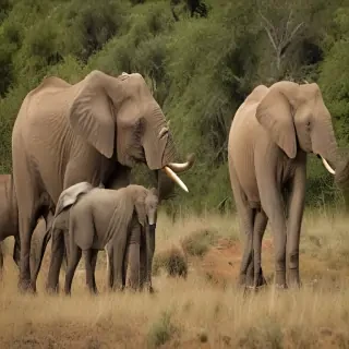 wild animals