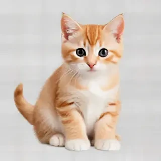 cat clipart transparent background