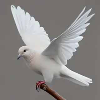 png dove