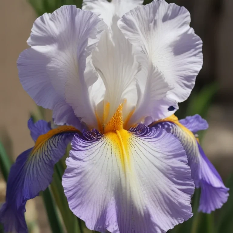 iris flower