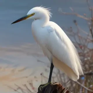 snowy egret