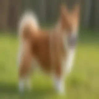 corgi inu dog breed