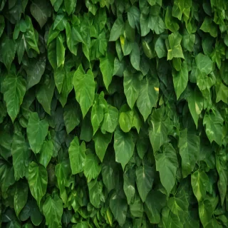 background green leaves