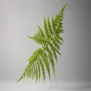 transparent fern png