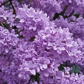 aesthetic lilac wallpaper