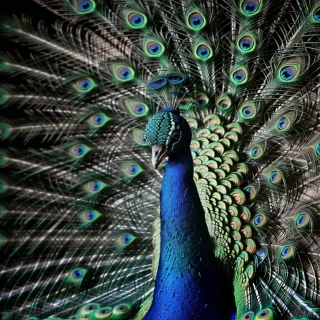 peacock black and white