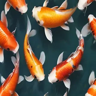 koi fish png