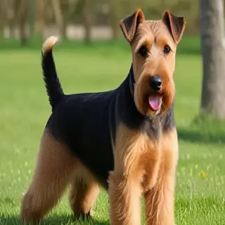 welsh terrier dog breed