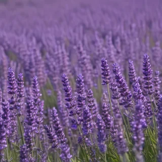 lavender background