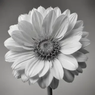 pencil drawings of flowers