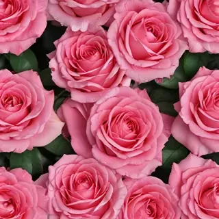 full screen rose wallpaper hd
