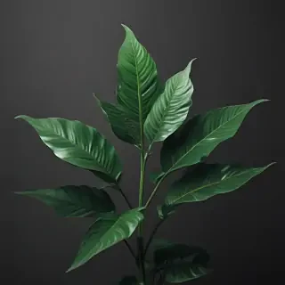 plant iphone wallpaper