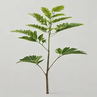 plant transparent background