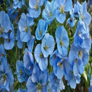 transparent blue flowers