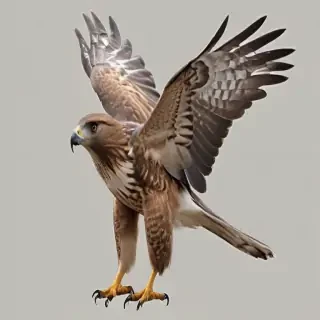hawk png