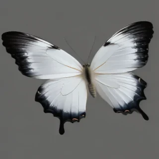 white butterfly png