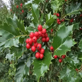 holly picture