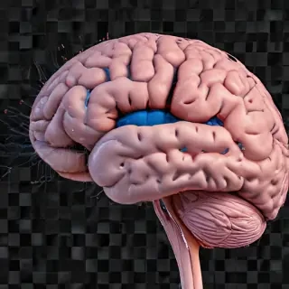 brain transparent background