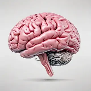 brain transparent background