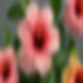 hibiscus flower png