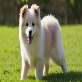 pomanauze dog breed