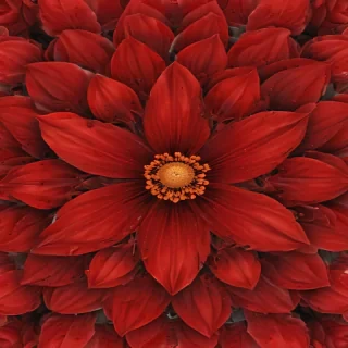red flower bg