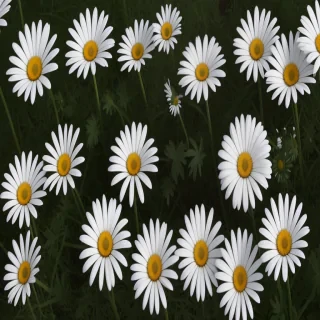 daisies png