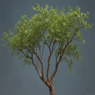 png branches