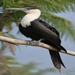 frigate bird
