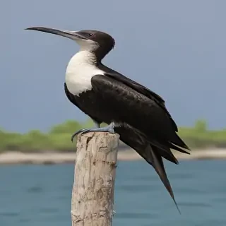 frigate bird