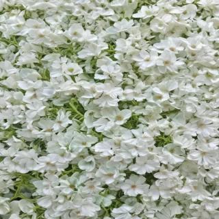 white and green background