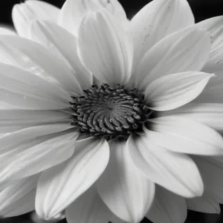 flower images black and white