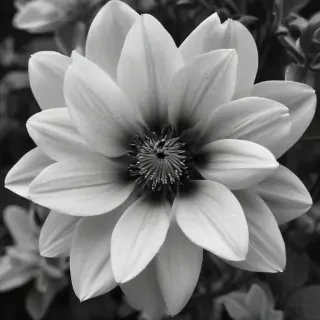 black and white flower background