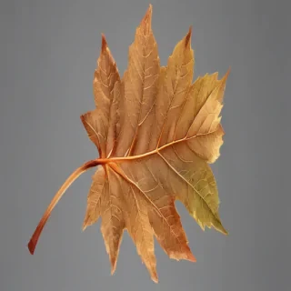 leaf transparent background