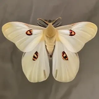 silk moth