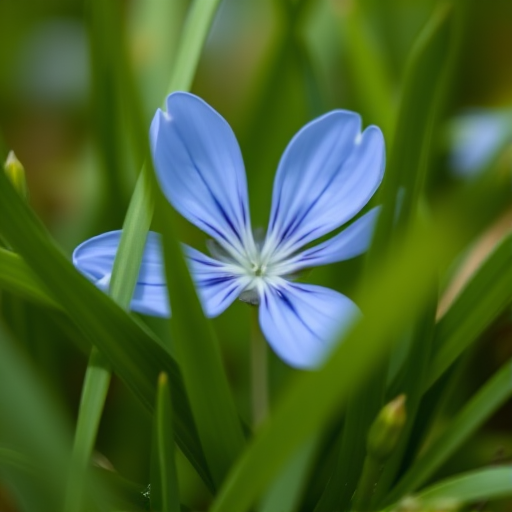 Close-up of a delicate blue flower surrounded by lush green grass, f/2.8 aperture, ISO 100, 50mm lens, macro photography style, DSLR camera, natural lighting, shallow depth of field.