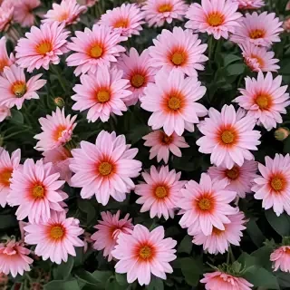 aesthetic flower pictures